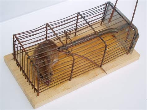 How long can a mouse survive in a trap?