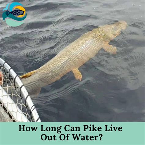 How long can a pike be?