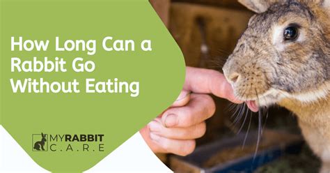 How long can a rabbit go without eating?