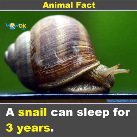 How long can a snail sleep?