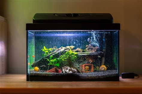 How long can an aquarium go without cleaning?