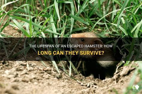 How long can an escaped hamster live?