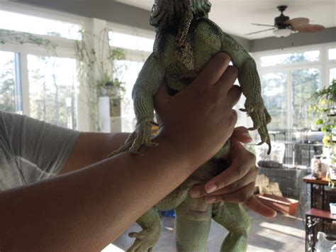 How long can an iguana go without pooping?