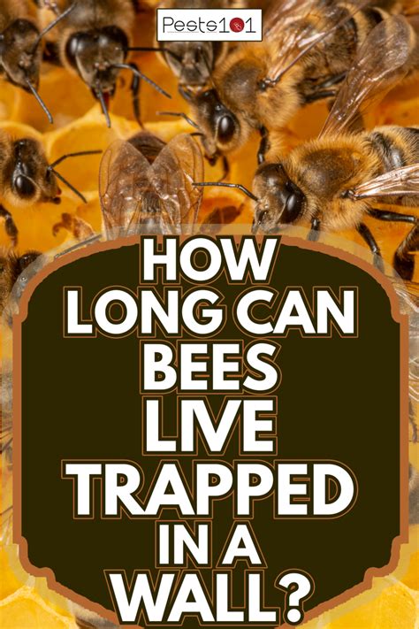 How long can bees live trapped in a wall?