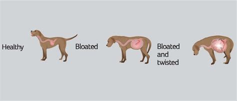 How long can bloat go untreated in dogs?