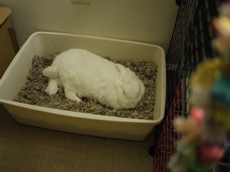 How long can bunnies go without pooping?