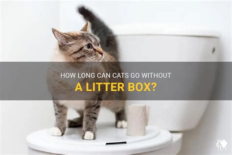 How long can cats go without litter box?
