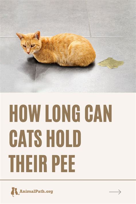 How long can cats hold their pee?