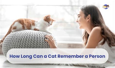 How long can cats remember people?
