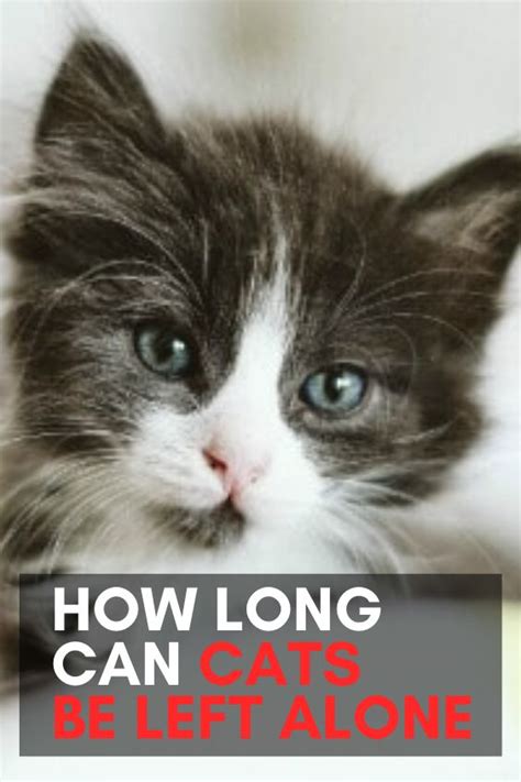 How long can cats stay alone?