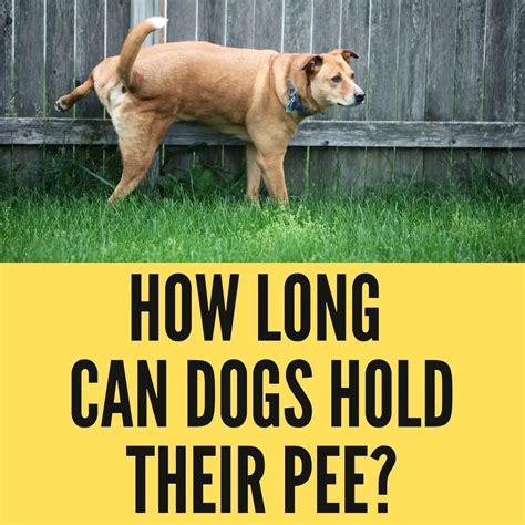 How long can dog hold pee?