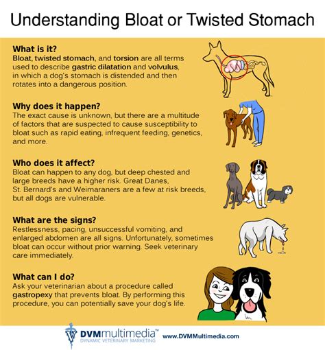 How long can dog live with twisted stomach?