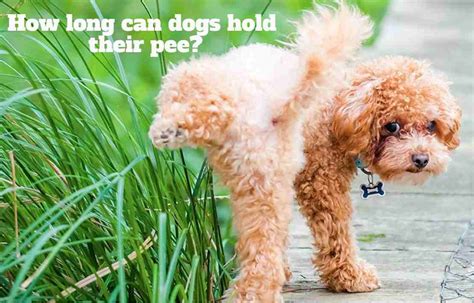 How long can dogs hold their pee?