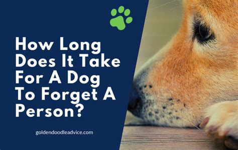 How long can dogs remember humans for?