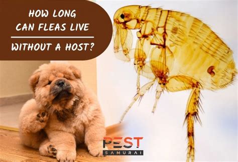 How long can fleas go without eating?