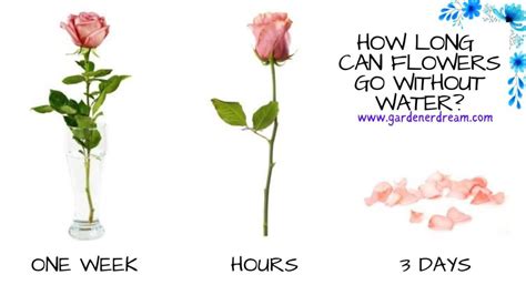 How long can flowers sit out?