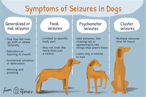 How long can focal seizures last in dogs?