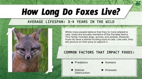 How long can foxes live?