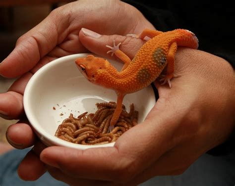 How long can geckos go without eating?