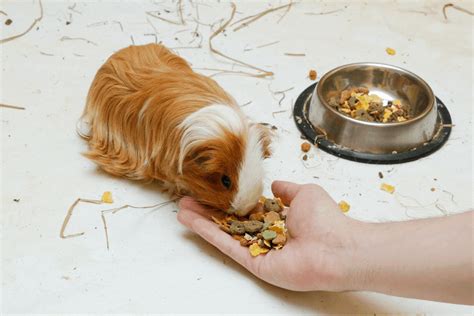 How long can guinea pigs go without food?