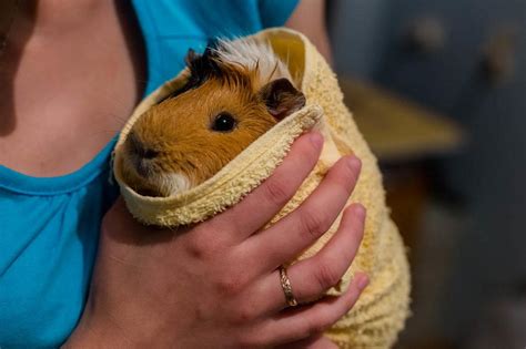 How long can guinea pigs hold pee?