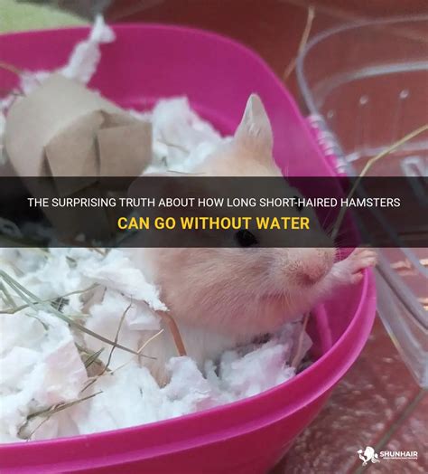 How long can hamsters go without care?