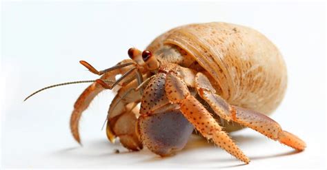 How long can hermit crabs live?