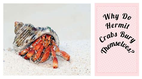 How long can hermit crabs stay buried?