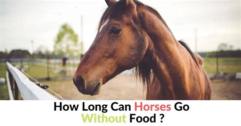 How long can horses survive without eating?