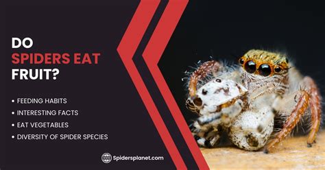 How long can jumping spider not eat?