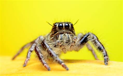 How long can jumping spiders live?
