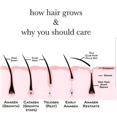 How long can leg hair grow?