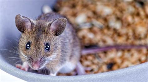 How long can mice go without water?