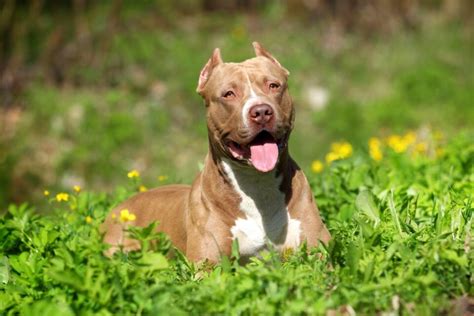 How long can pit bulls live?