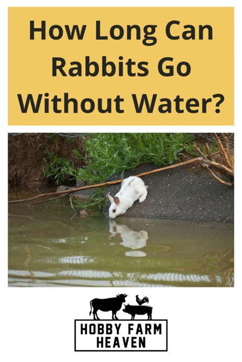 How long can rabbits go without water?