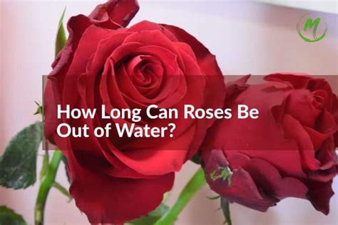 How long can roses sit out of water?