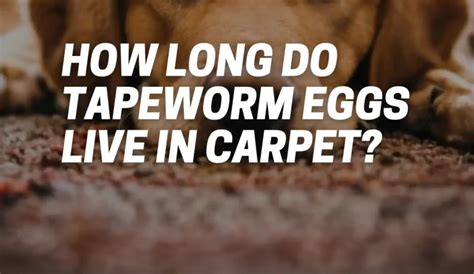 How long can tapeworm eggs last?
