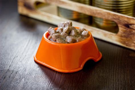 How long can wet dog food sit out?