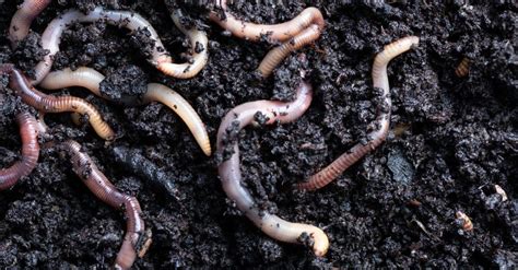 How long can worms live in water?