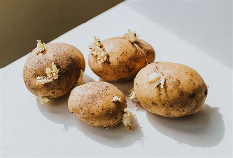 How long can you eat potatoes after they sprout?