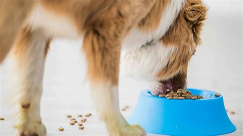 How long can you leave moistened dry dog food out?