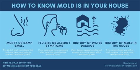 How long can you live with mold in your house?