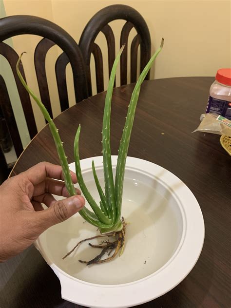 How long can you not water aloe vera?