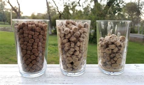 How long can you soak dry dog food in water?
