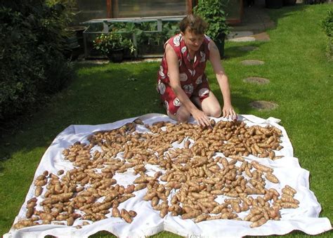 How long can you store potato water?