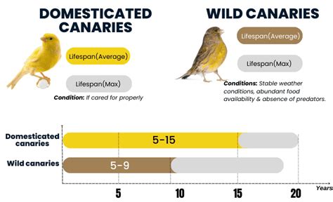 How long canaries live?