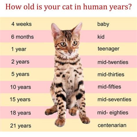 How long cats can live?
