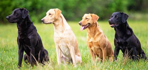 How long did your chocolate lab live?