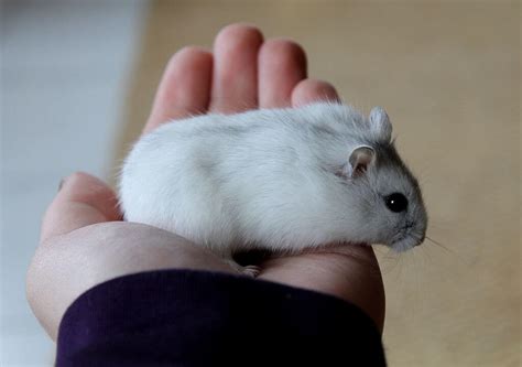 How long do Russian hamsters live for?