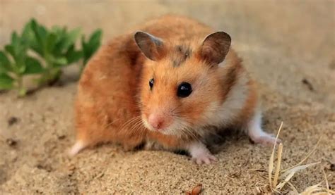 How long do Syrian hamster live?